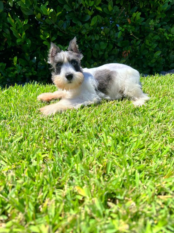 Female Mini Schnauzer Puppy For sale in Orlando and Central Florida at Breeder's Pick