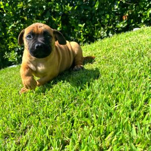 Female Bull Mastiff Puppy For sale in Orlando and Central Florida at Breeder's Pick
