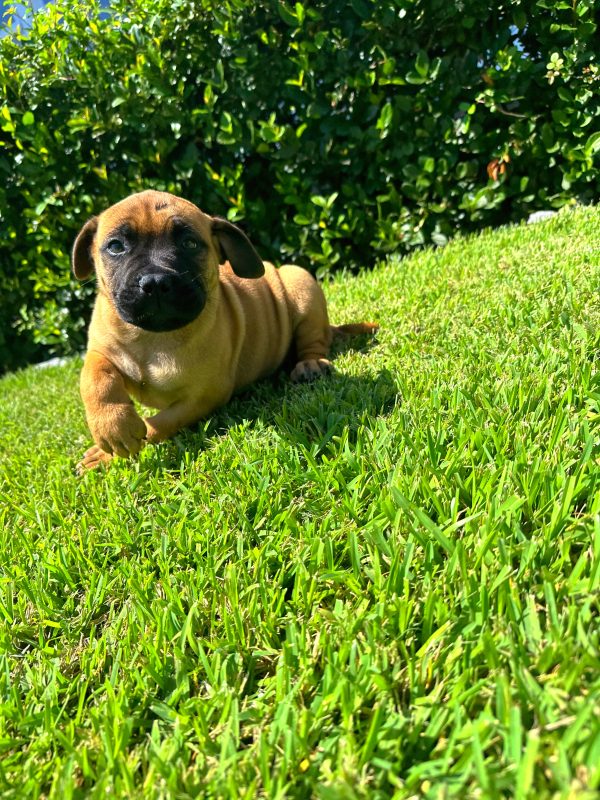 Female Bull Mastiff Puppy For sale in Orlando and Central Florida at Breeder's Pick