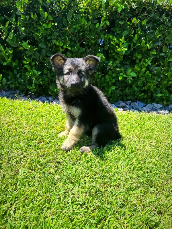 Female German Shepherd Puppy For sale in Orlando and Central Florida at Breeder's Pick
