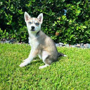 Female Klee Kai Puppy For sale in Orlando and Central Florida at Breeder's Pick