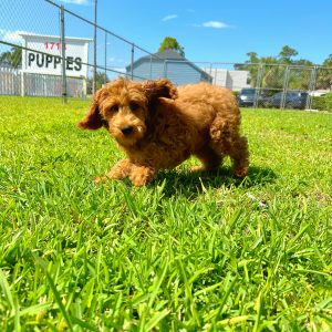 Male Mini Goldendoodle Puppy For sale in Orlando and Central Florida at Breeder's Pick