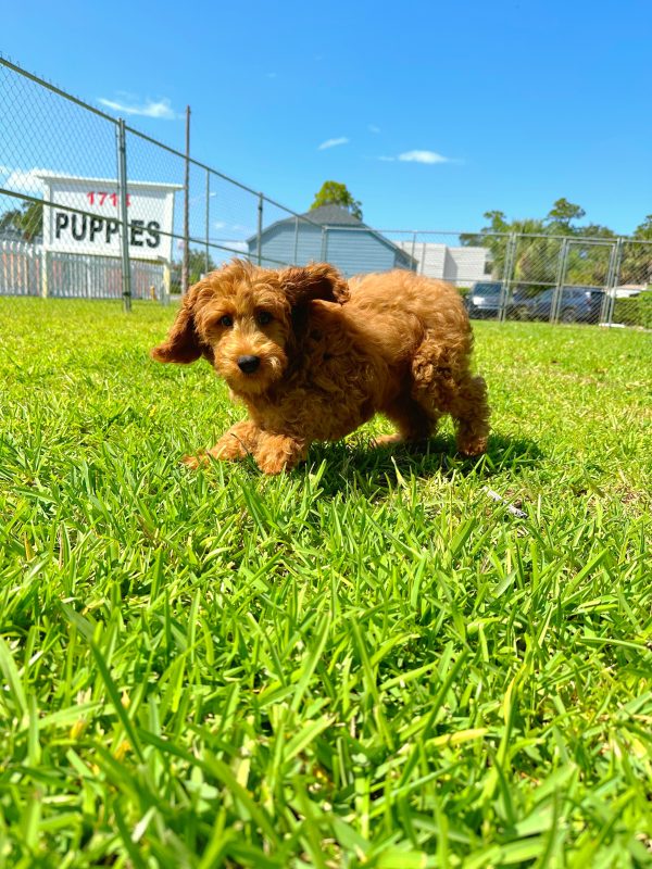 Male Mini Goldendoodle Puppy For sale in Orlando and Central Florida at Breeder's Pick
