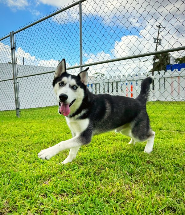 Male Siberian Husky Puppy For sale in Orlando and Central Florida at Breeder's Pick