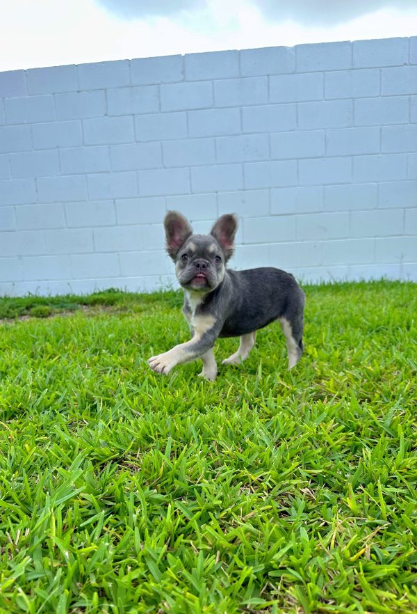 Female Long Hair French Bulldog Puppy For sale in Orlando and Central Florida at Breeder's Pick