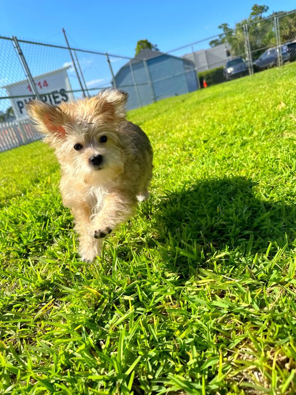 Female Morkie Puppy For sale in Orlando and Central Florida at Breeder's Pick