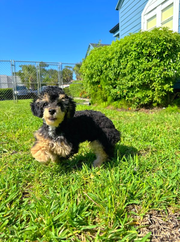 Male Poodle Puppy For sale in Orlando and Central Florida at Breeder's Pick