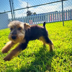 Male Welsh Terrier Puppy For sale in Orlando and Central Florida at Breeder's Pick