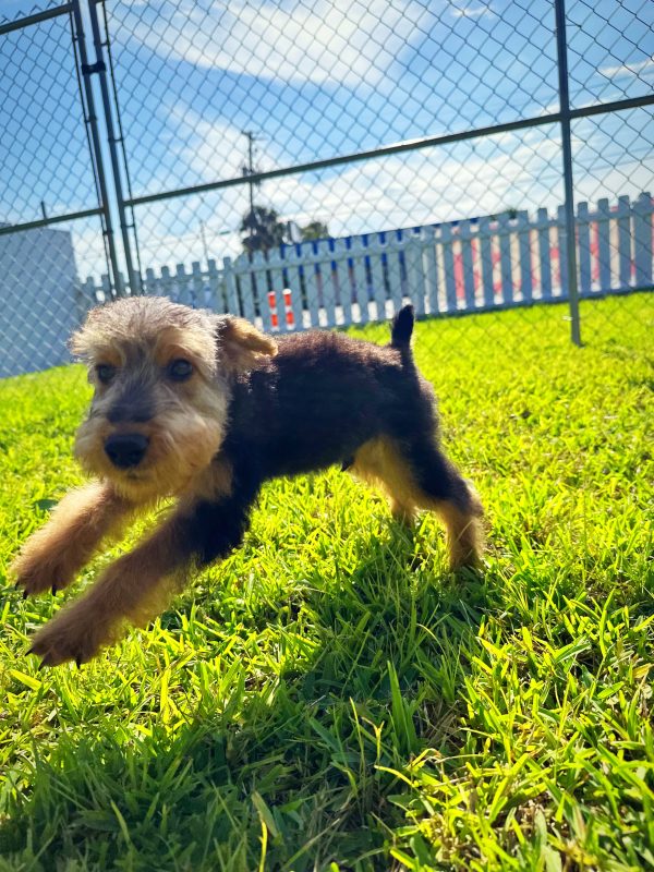 Male Welsh Terrier Puppy For sale in Orlando and Central Florida at Breeder's Pick