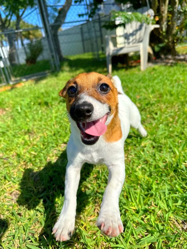 Female Jack Russell Puppy For sale in Orlando and Central Florida at Breeder's Pick
