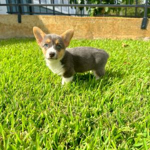 Female Corgi Puppy For sale in Orlando and Central Florida at Breeder's Pick
