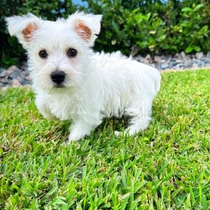 Female Westie Puppy For sale in Orlando and Central Florida at Breeder's Pick
