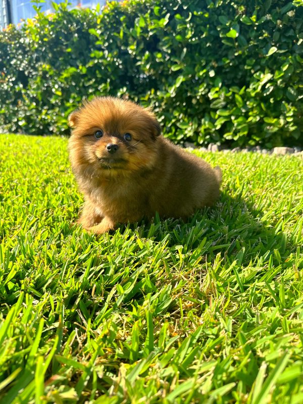 Male Pomeranian Puppy For sale in Orlando and Central Florida at Breeder's Pick