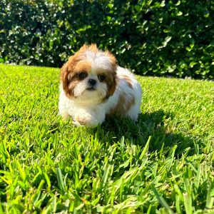 Female Shih Tzu Puppy For sale in Orlando and Central Florida at Breeder's Pick