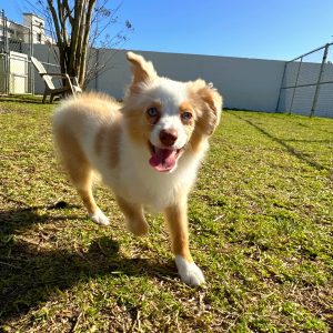 Male Mini Australian Shepherd Puppy For sale in Orlando and Central Florida at Breeder's Pick