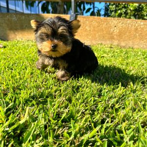 Male Yorkie Puppy For sale in Orlando and Central Florida at Breeder's Pick