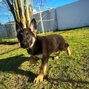 Male German Shepherd Puppy For sale in Orlando and Central Florida at Breeder's Pick
