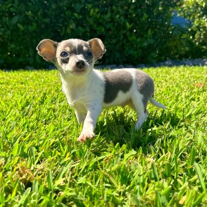 Male Chihuahua for sale in central florida