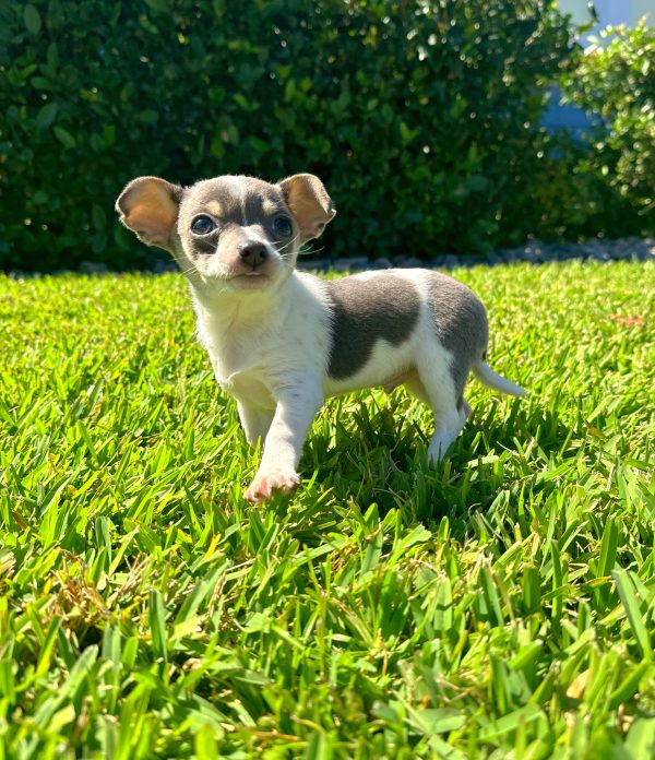 Male Chihuahua for sale in central florida