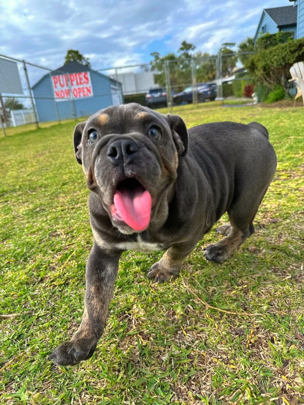 Female English Bulldog Puppy For sale in Orlando and Central Florida at Breeder's Pick