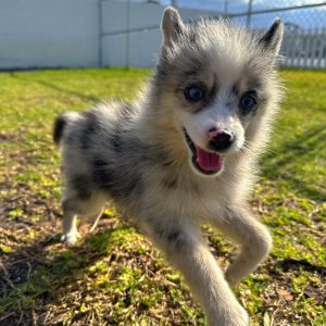 Female Pomsky Puppy For sale in Orlando and Central Florida at Breeder's Pick