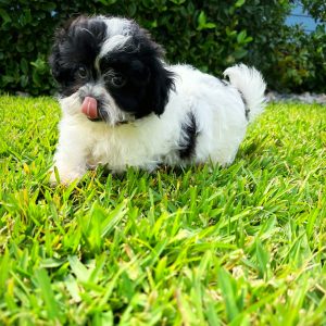 Female Teddy Bear Puppy For sale in Orlando and Central Florida at Breeder's Pick