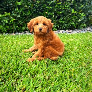Female Mini Goldendoodle Puppy For sale in Orlando and Central Florida at Breeder's Pick