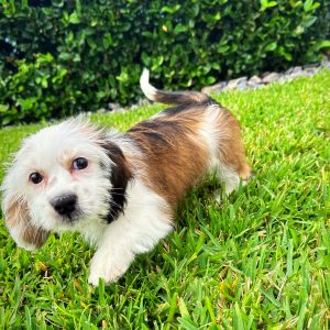 Female Schweenie Puppy For sale in Orlando and Central Florida at Breeder's Pick