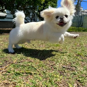 Male Pekingese Puppy For sale in Orlando and Central Florida at Breeder's Pick