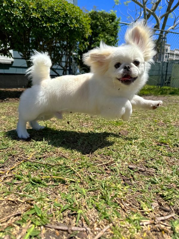 Male Pekingese Puppy For sale in Orlando and Central Florida at Breeder's Pick