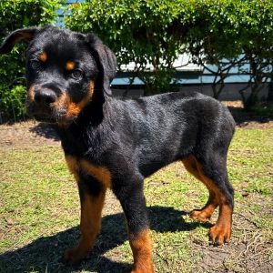 Male Rottweiler for sale