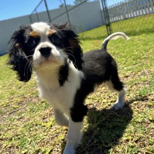 Male Cavalier Puppy For sale in Orlando and Central Florida at Breeder's Pick