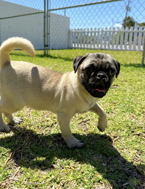Female Pug Puppy For sale in Orlando and Central Florida at Breeder's Pick