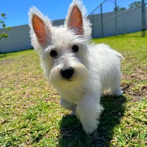 Female Westie Puppy For sale in Orlando and Central Florida at Breeder's Pick