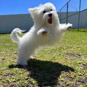Female Maltese Puppy For sale in Orlando and Central Florida at Breeder's Pick