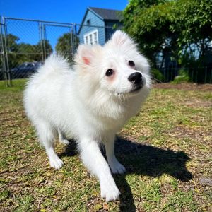 Female American Eskimo Puppy For sale in Orlando and Central Florida at Breeder's Pick