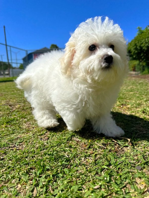 Male bichon puppy