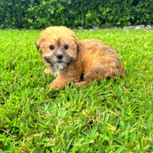 Female Morkie Puppy For sale in Orlando and Central Florida at Breeder's Pick