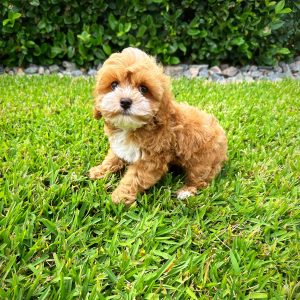 Male Cockapoo Puppy For sale in Orlando and Central Florida at Breeder's Pick