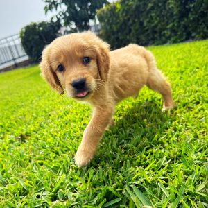 Male Golden Retriever Puppy For sale in Orlando and Central Florida at Breeder's Pick