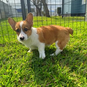 Female Corgi Puppy For sale in Orlando and Central Florida at Breeder's Pick
