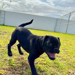 Female Puggle Puppy For sale in Orlando and Central Florida at Breeder's Pick