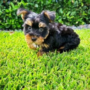 Male Yorkie Puppy For sale in Orlando and Central Florida at Breeder's Pick