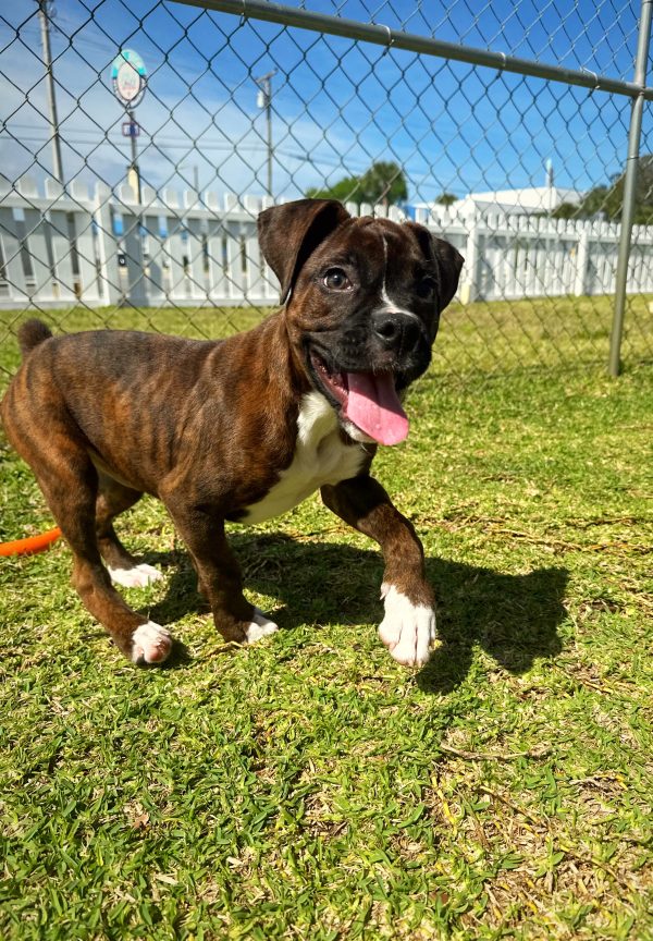 Male Boxer Puppy For sale in Orlando and Central Florida at Breeder's Pick