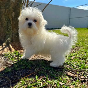 Female Maltese Puppy For sale in Orlando and Central Florida at Breeder's Pick