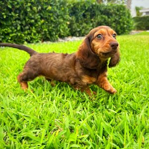 Female Long Hair Mini Dachshund Puppy For sale in Orlando and Central Florida at Breeder's Pick