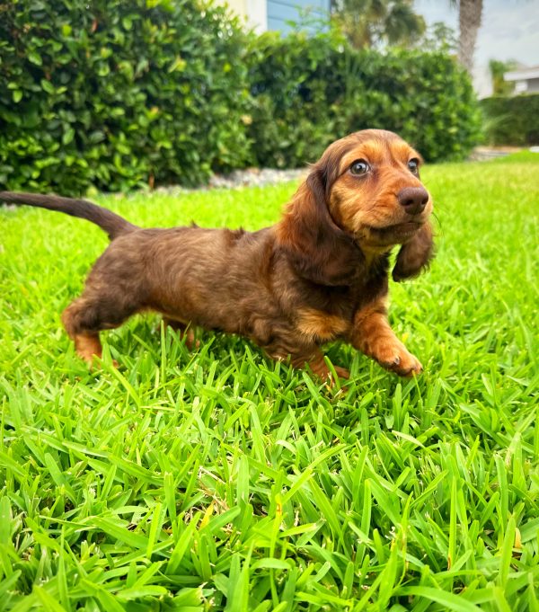 Female Long Hair Mini Dachshund Puppy For sale in Orlando and Central Florida at Breeder's Pick