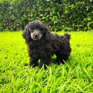 Female Poodle Puppy For sale in Orlando and Central Florida at Breeder's Pick