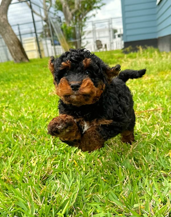 Female Mini Bernedoodle Puppy For sale in Orlando and Central Florida at Breeder's Pick