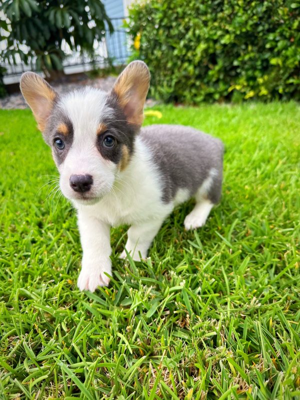 Male Corgi Puppy For sale in Orlando and Central Florida at Breeder's Pick